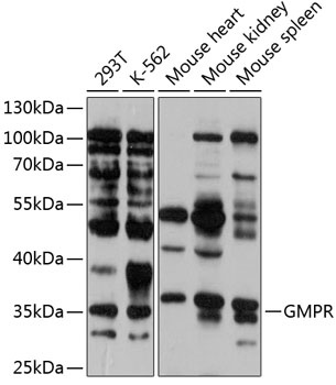 GMPR Antibody