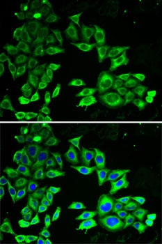 AMPK alpha 1 Antibody