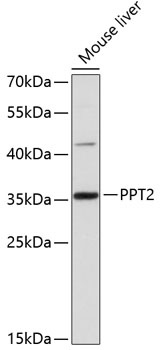 PPT2 Antibody