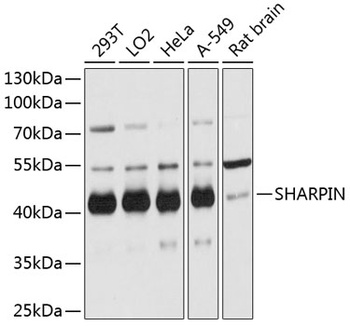 SHARPIN Antibody