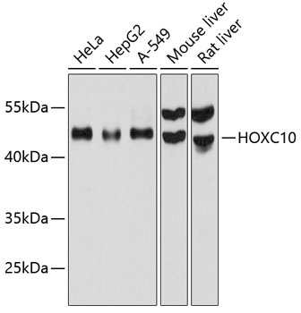 HOXC10 Antibody