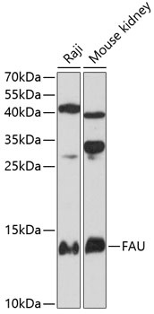FAU Antibody