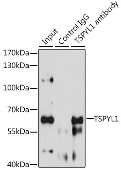 TSPYL1 Antibody