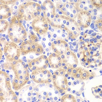 SHMT2 Antibody