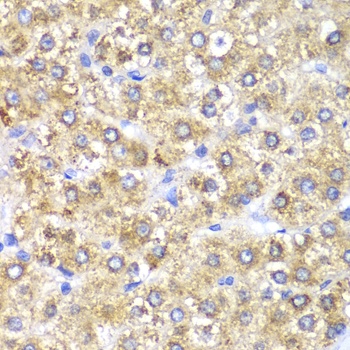 SHMT2 Antibody