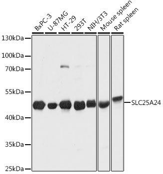 SLC25A24 Antibody