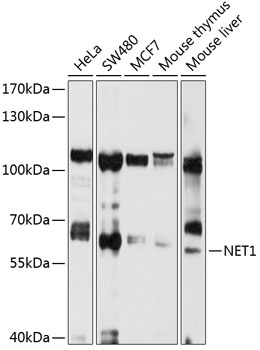 NET1 Antibody