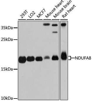 NDUFA8 Antibody