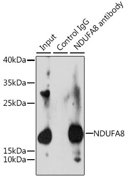 NDUFA8 Antibody