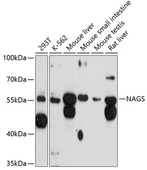 NAGS Antibody