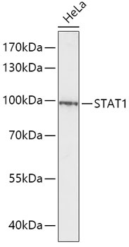 STAT1 Antibody