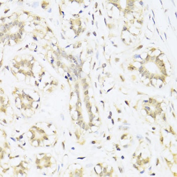 STAT1 Antibody