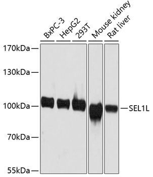 SEL1L Antibody