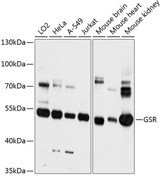 GSR Antibody