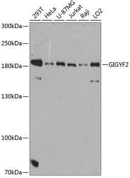 GIGYF2 Antibody