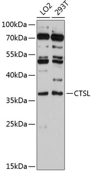 CTSL Antibody