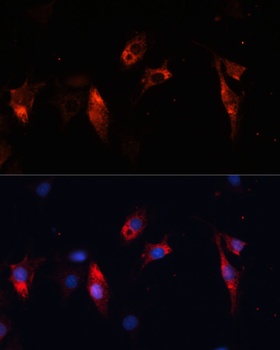 CTSL Antibody