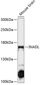 INADL Antibody