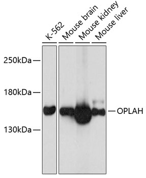OPLAH Antibody