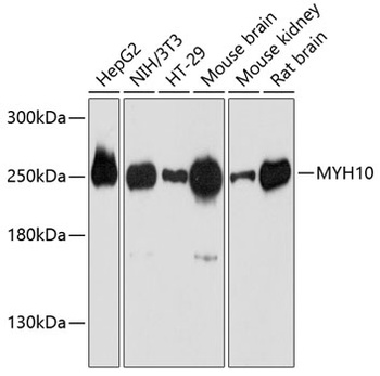MYH10 Antibody