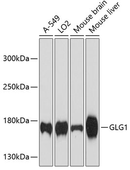 GLG1 Antibody