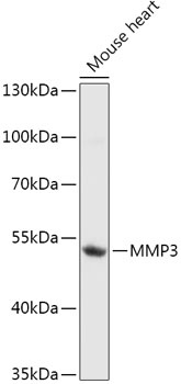 MMP3 Antibody
