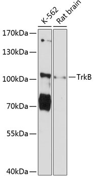 NTRK2 Antibody