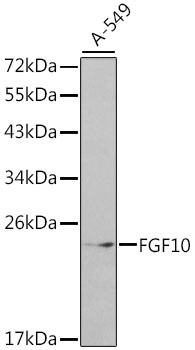 FGF10 Antibody