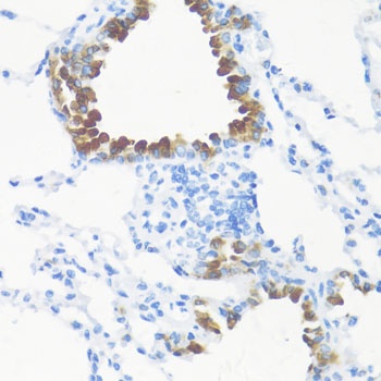 FGF10 Antibody