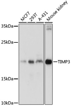 TIMP3 Antibody