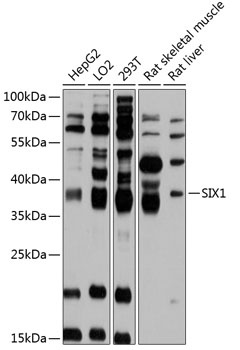 SIX1 Antibody