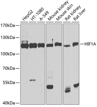 HIF1A Antibody