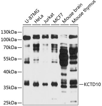 KCTD10 Antibody