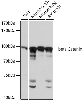 CTNNB1 Antibody