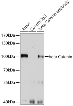 CTNNB1 Antibody