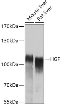 HGF Antibody
