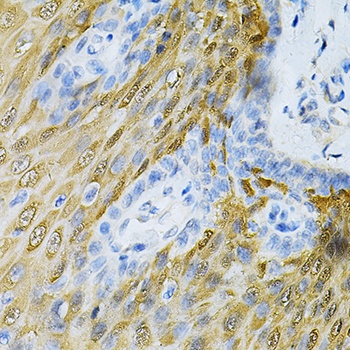 HGF Antibody