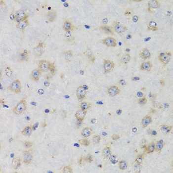 ISG15 Antibody