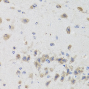 ISG15 Antibody