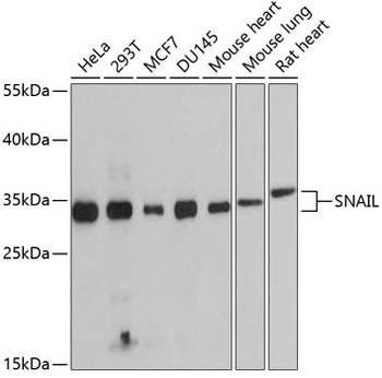 SNAI1 Antibody