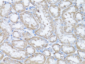 SNAI1 Antibody