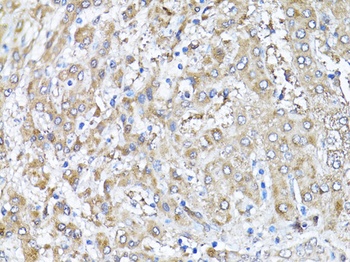 SNAI1 Antibody