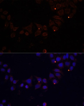 FXN / Frataxin Antibody