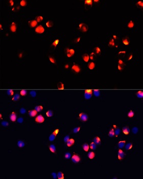 FXN / Frataxin Antibody