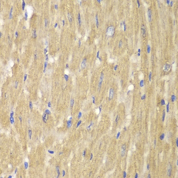 NCF2 Antibody
