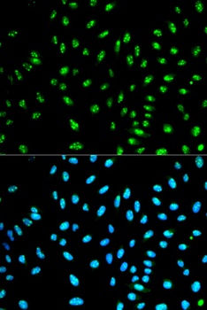 NCF2 Antibody