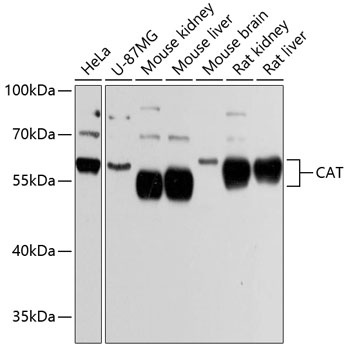 CAT Antibody