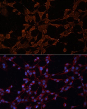 ABCB1 Antibody