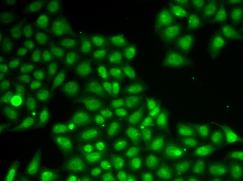 FEN1 Antibody