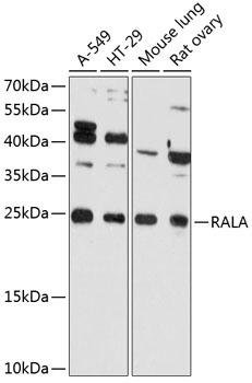 RALA Antibody